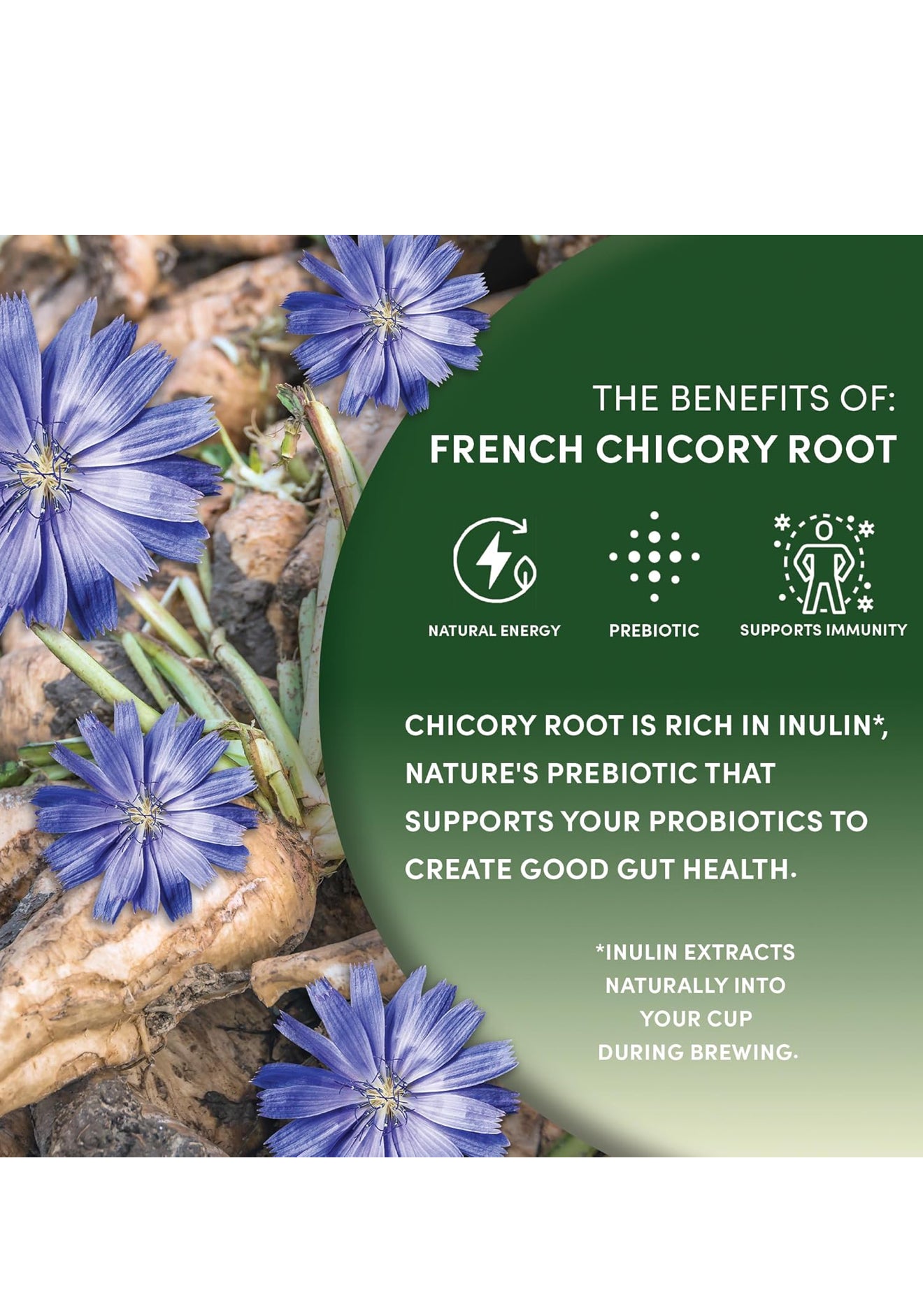 Chicory Root, 1 Pound - Brew Like Coffee, Blend Roasted Chicory Root With Coffee, Prebiotic, Acid Free, Caffeine Free, Kosher